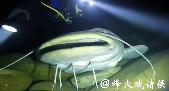 男子夜潜12米深水库,偶遇巨型鲶鱼,鱼嘴比人头都宽!网友:这鱼会吃小孩! 男子夜潜12米深水库,偶遇巨型鲶鱼,鱼嘴比人头都宽!网友:这鱼会吃小孩!
